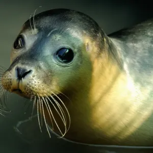 France-Animal-Seal France-Animal-Seal