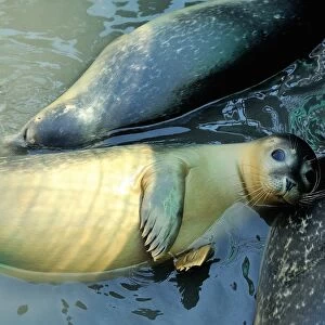 France-Animal-Seals