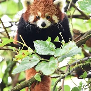 France-Animals-Red Panda