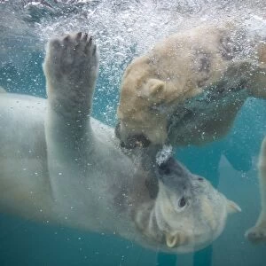 France-Animals-Zoo-Bear