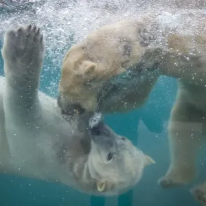 Polar Bears Print Polar Bears Print