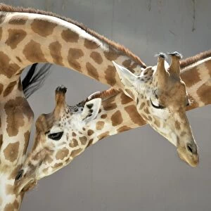 France-Animals-Zoo-Giraffe