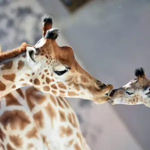 France-Animals-Zoo-Giraffe France-Animals-Zoo-Giraffe