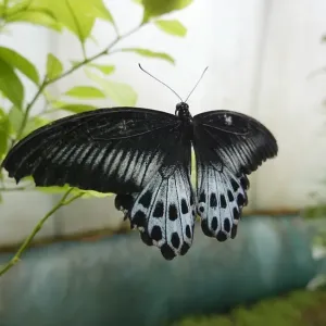 France-Art-Butterflies France-Art-Butterflies