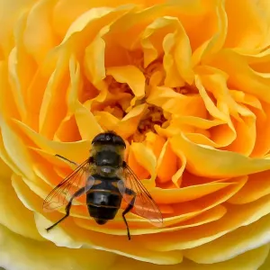 A yellow rose print featuring a bee in north France A yellow rose print featuring a bee in north France
