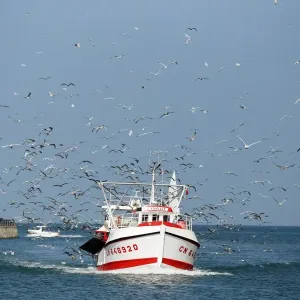 France-Fishing-Boat-Birds France-Fishing-Boat-Birds