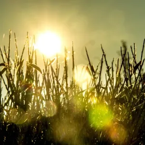 France-Meteo-Heat-Sun-Nature