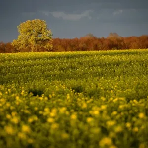 France-Nature-Agriculture-Sunset-Feature France-Nature-Agriculture-Sunset-Feature