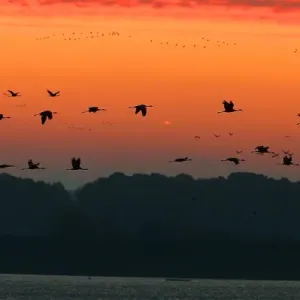 France-Nature-Animals-Birds France-Nature-Animals-Birds