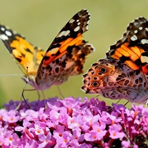 France-Nature-Butterfly