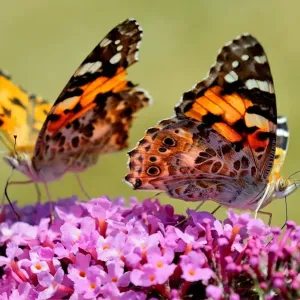 France-Nature-Butterfly Print: A butterfly on a buddleia flower France-Nature-Butterfly Print: A butterfly on a buddleia flower