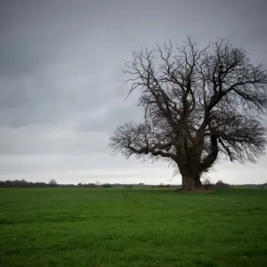 France-Nature-Tree-Feature