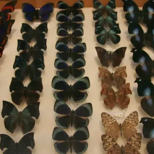 Print of naturalised butterflies at Deyrolle shop in Paris Print of naturalised butterflies at Deyrolle shop in Paris