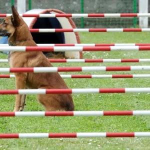 France-Police-Gendarmerie-Dog