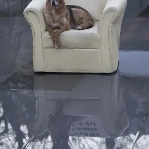 France-Politics-Dog