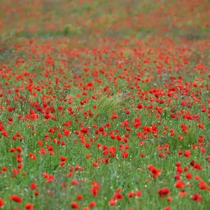 Print of a Poppy Field in Northwestern France Print of a Poppy Field in Northwestern France