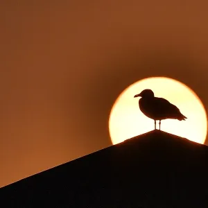 France Print - Sunset with Seagull in Silhouette France Print - Sunset with Seagull in Silhouette