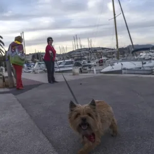 France-Tourism-Feature-Dog