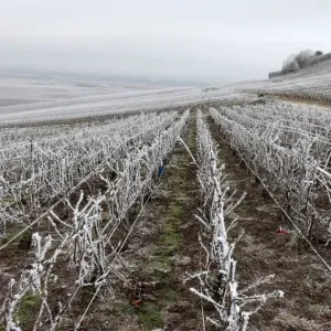 France-Vineyard-Agriculture