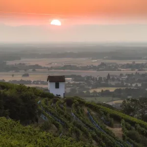 France-Vineyard-Feature France-Vineyard-Feature