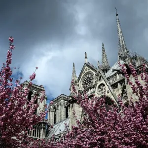 Print of Notre-Dame de Paris Cathedral in Bloom Print of Notre-Dame de Paris Cathedral in Bloom