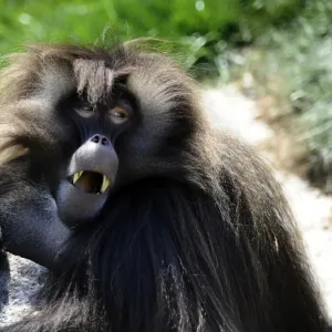 France-Zoo-Animal-Gelada Baboon France-Zoo-Animal-Gelada Baboon