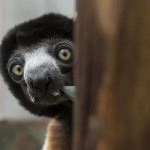 Print of a Crowned sifaka in her Mulhouse zoo enclosure