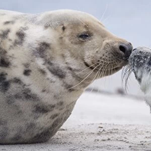 Germany-Animal-Environment-Seal
