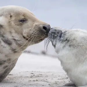 Germany-Animal-Environment-Seal Germany-Animal-Environment-Seal