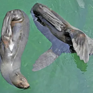 Germany-Animal- Fur Seals Germany-Animal- Fur Seals