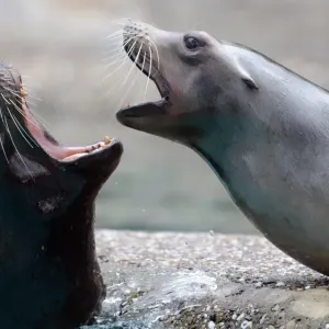 Germany-Animal-Sea Lions Germany-Animal-Sea Lions
