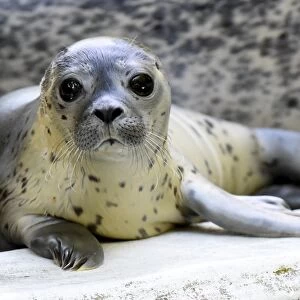 Germany-Animal-Seal
