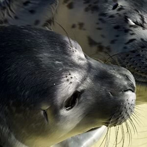 Germany-Animal-Seals