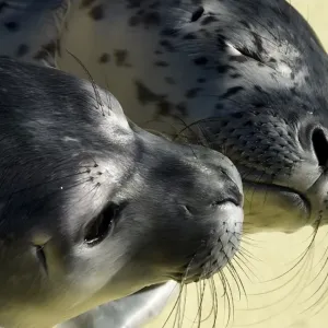 Germany-Animal-Seals Germany-Animal-Seals