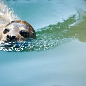 Germany-Animals-Feature Germany-Animals-Feature