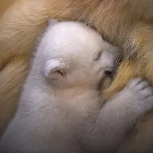 A Polar Bear Mother Feeds Her Baby Print A Polar Bear Mother Feeds Her Baby Print