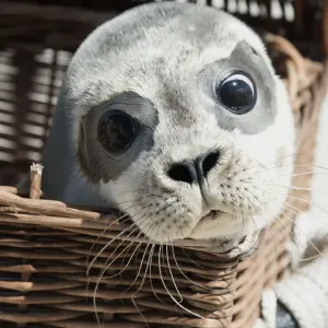 Germany-Animals-Seal Germany-Animals-Seal