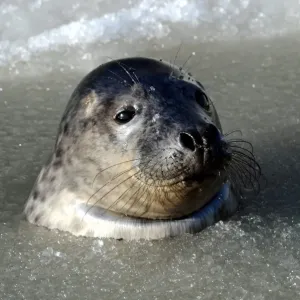 Germany-Animals-Seals Germany-Animals-Seals