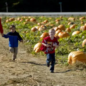 With Halloween just days away, children run through a pummpkin patch at Councell Farms in Cordova With Halloween just days away, children run through a pummpkin patch at Councell Farms in Cordova