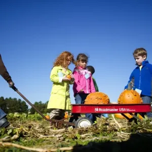 With Halloween just days away, children select pumpkins at Councell Farms in Cordova With Halloween just days away, children select pumpkins at Councell Farms in Cordova
