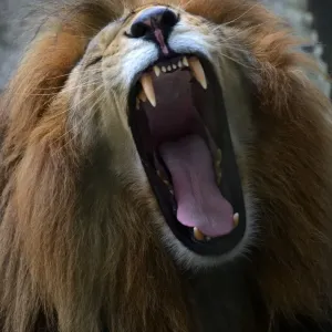 Honduras-Animals-Lion Honduras-Animals-Lion