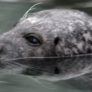 Hungary-Animal-Grey Seal Hungary-Animal-Grey Seal