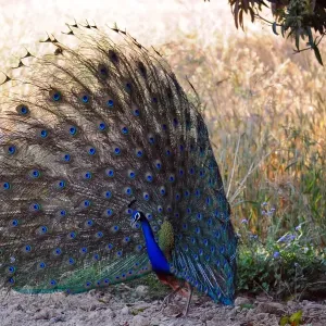 India-Animal-Peacock India-Animal-Peacock