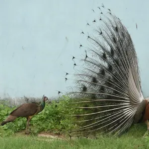 India-Animal-Peacock India-Animal-Peacock