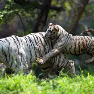 India-Animal-Tiger-Zoo India-Animal-Tiger-Zoo