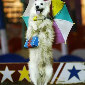 Print of an Indian dog holding an umbrella Print of an Indian dog holding an umbrella