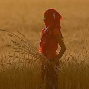 INDIA-ECONOMY-AGRICULTURE