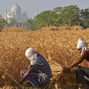 INDIA-ECONOMY-AGRICULTURE