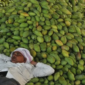 India-Economy-Agriculture-Mango India-Economy-Agriculture-Mango