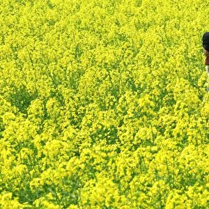 India-Economy-Mustard